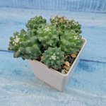 Mammillaria Polythele (Маммиллярия)