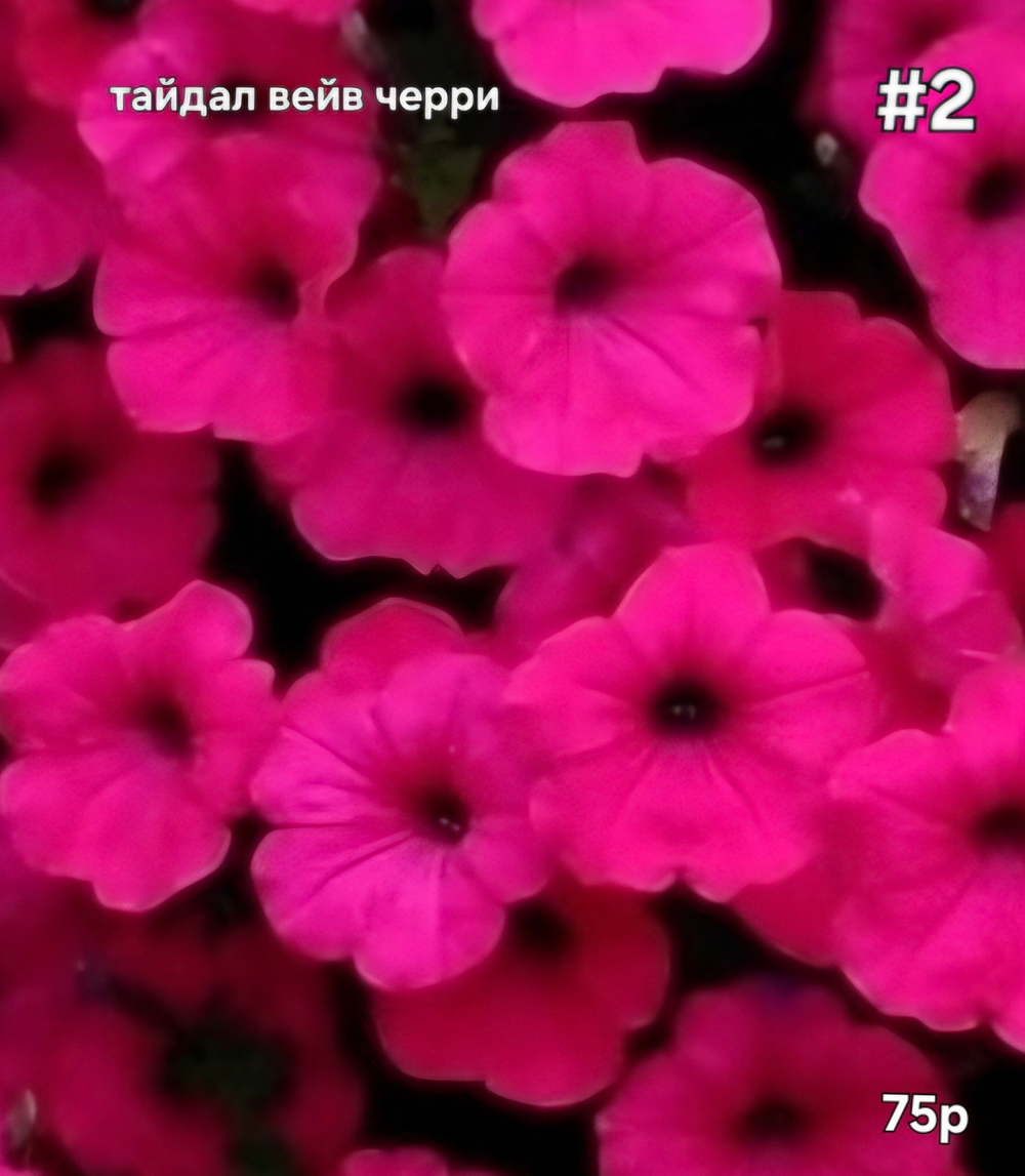 РАССАДА ПЕТУНИИ ТАЙДАЛ ВЭЙВ ЧЕРРИ № 2