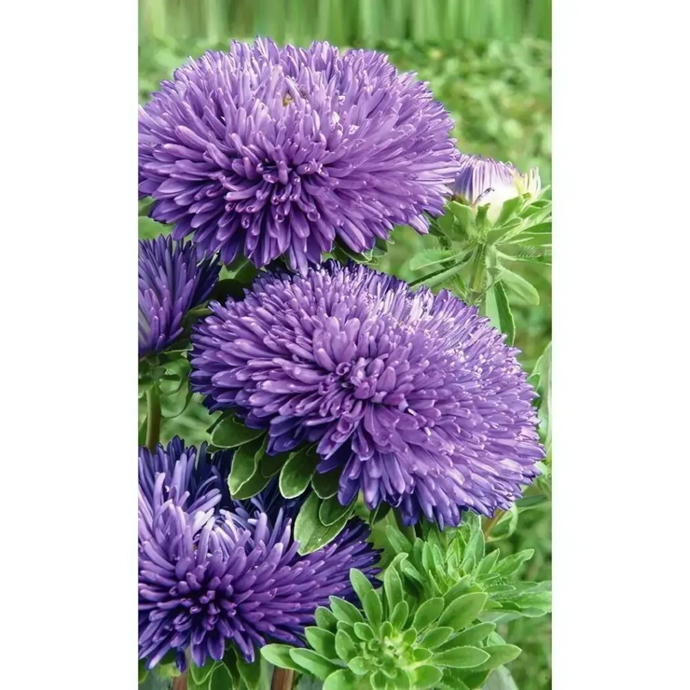 Семена Астра коготковая Карткайзер (УД) Е/П