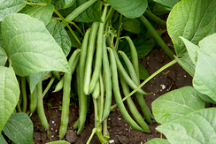 Моментум семена фасоли (Syngenta / Сингента)