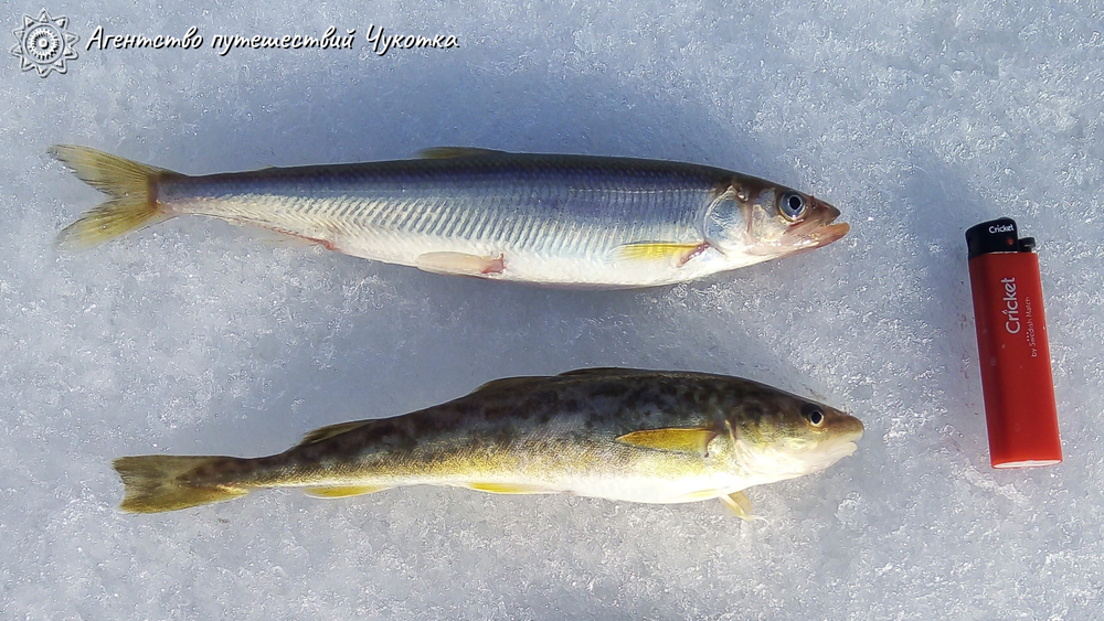 Озеро Майниц - жемчужина Чукотки (март-апрель)