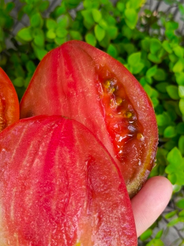 Бычки чёрные сорт томата