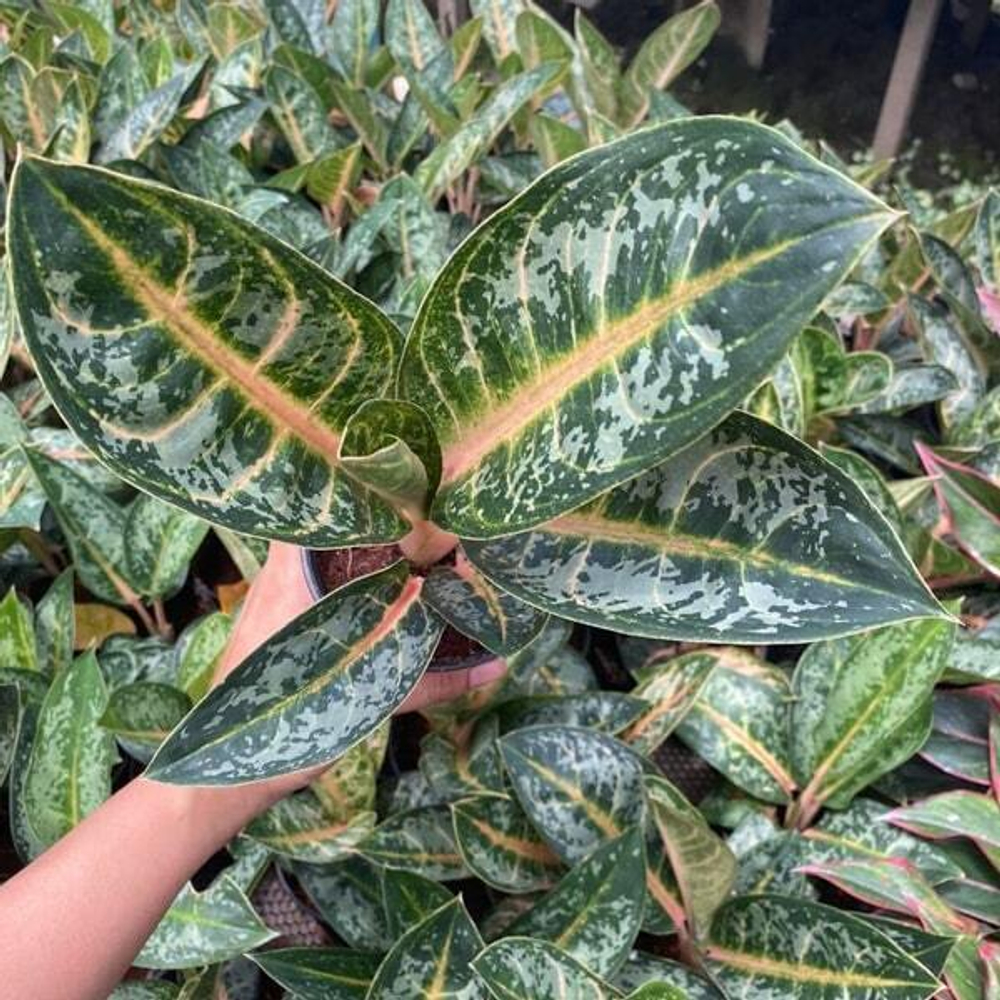 Аглаонема INDIANA QUEEN