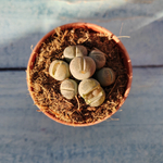 Lithops sp. (Литопсы)