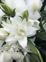 Лилия Анжела (махровая серия «Роузлили»)