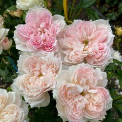 Сесиль де Воланж (Cecil De Volanges)