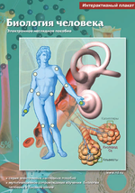 Интерактивные плакаты "Биология человека"