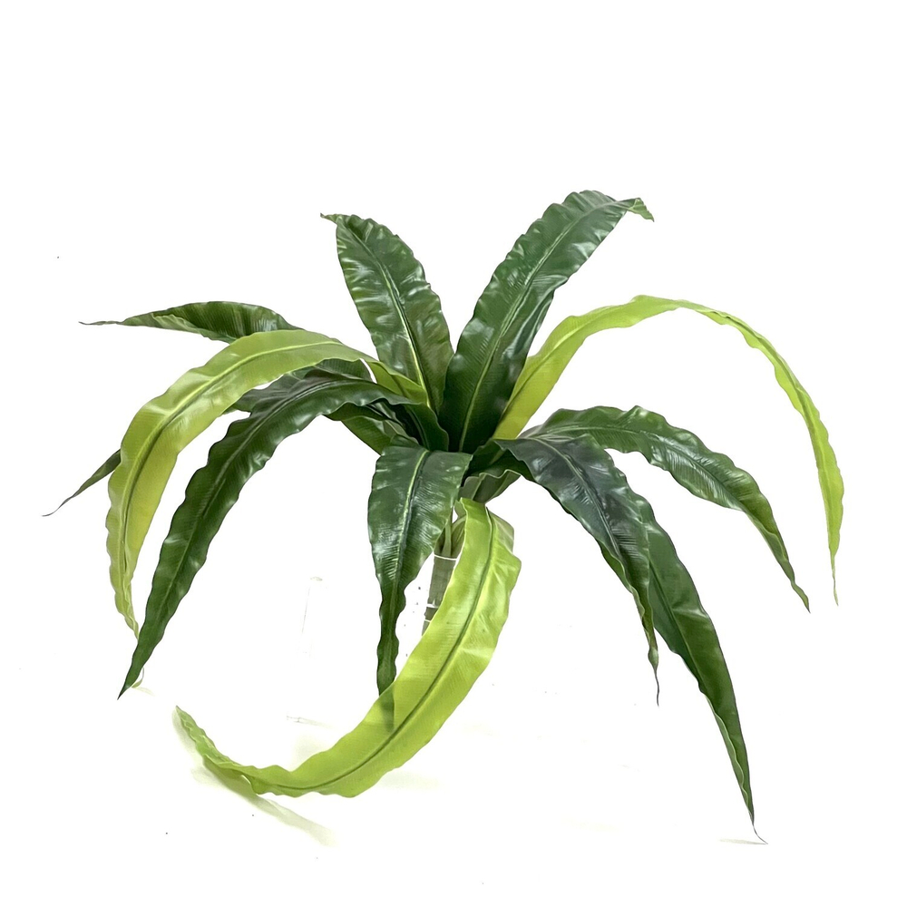 Асплениум осака куст 60 см