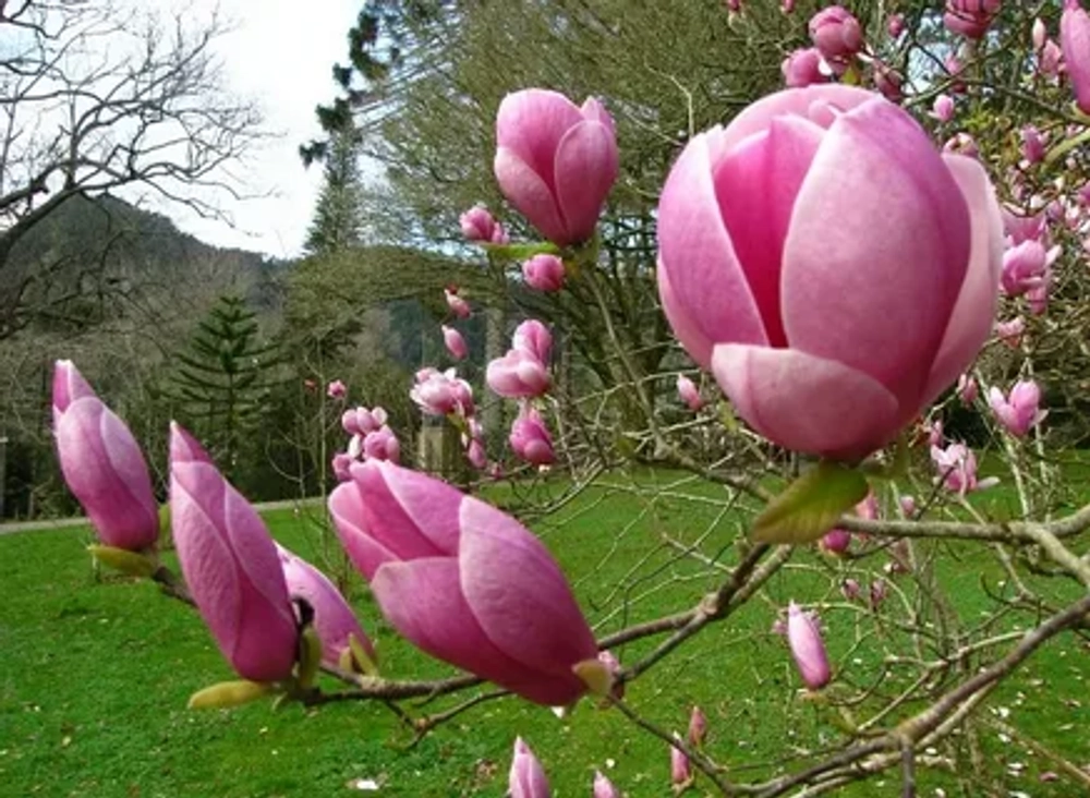 Магнолия Суланжа ‘Lennei’ (C2) Закупка М37