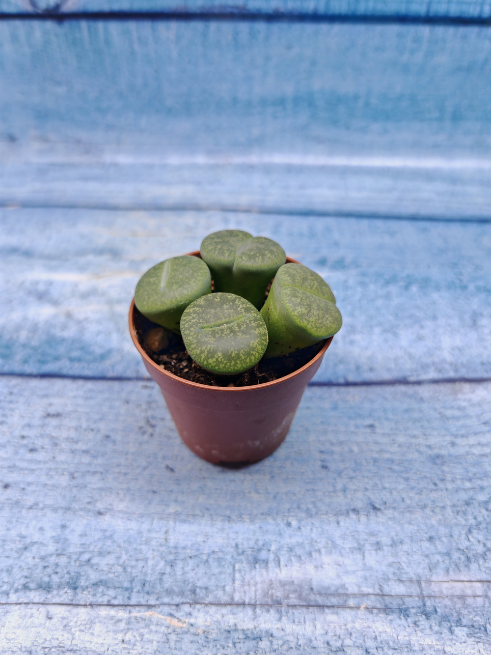 Lithops sp. (Литопсы)