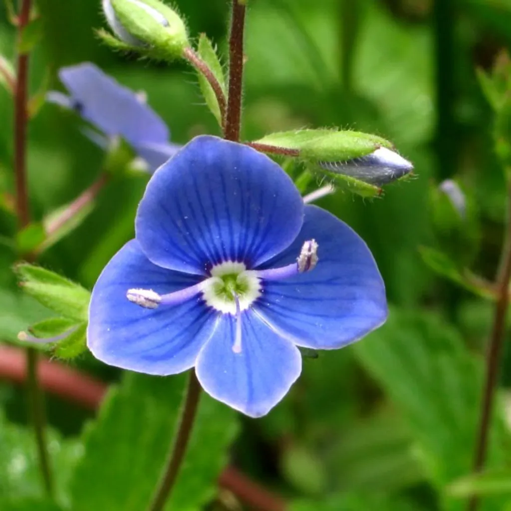 Вероника (трава)