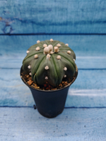 Astrophytum Asterias (Астрофитум)