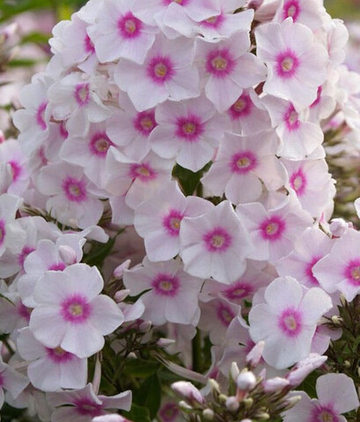 Флокс Мисс Холланд