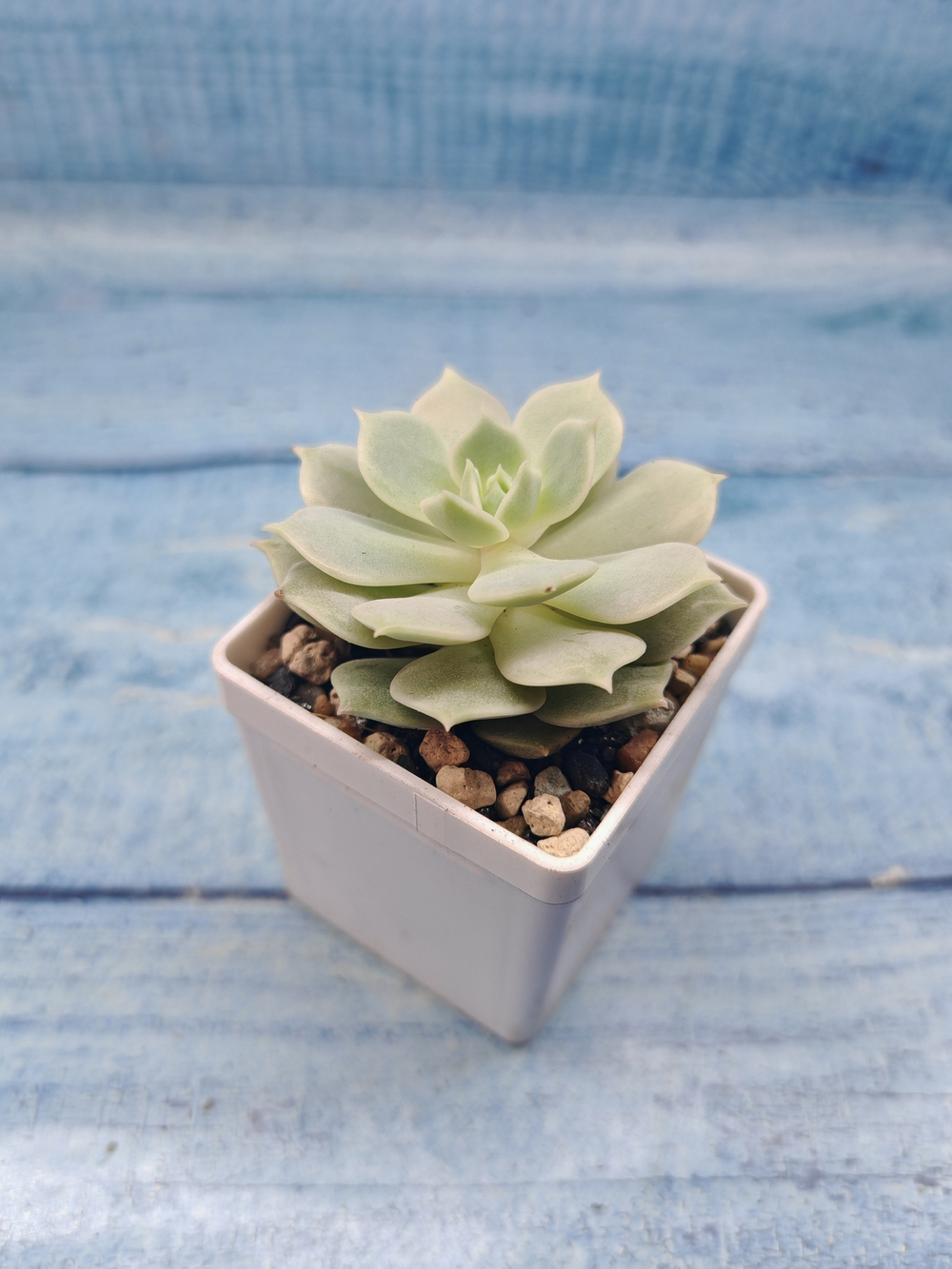 Echeveria Lola (Эхеверия)
