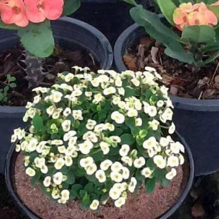 Эуфорбия Миля карликовая NAB NGERN