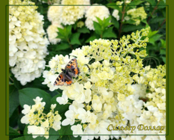 Гортензия метельчатая Сильвер Доллар- Серебрянный Доллар (Hydrangea paniculata `Silver Dollar`)