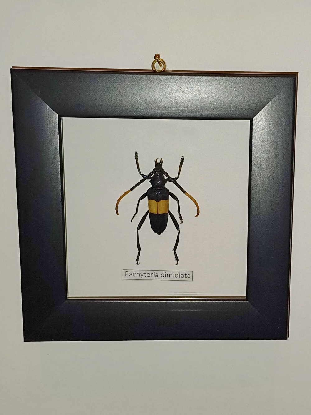 Жук Усач Pachyteria dimidiata в рамке