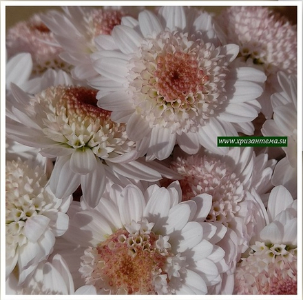 Корейская хризантема Медея ☘ з.8  🌿 (отгрузка Май)
