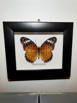 Бабочка Argyreus hyperbius в рамке