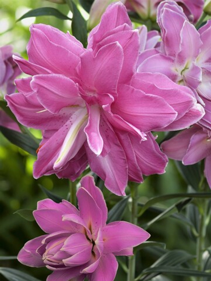 Лилия Лотус Уандер; Вондер восточная махровая