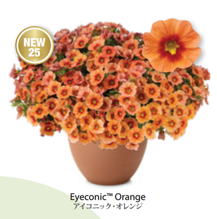 ЕВРО Калибрахоа EyeConic Orange ОКС укорененные черенки