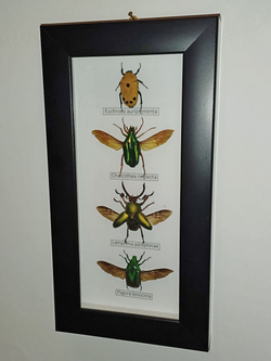 Жуки Бронзовки в рамке