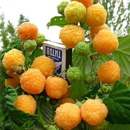 Малина ремонтантная Утренняя Роса