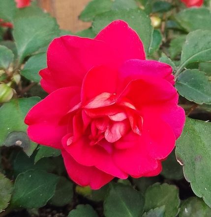 Бальзамины