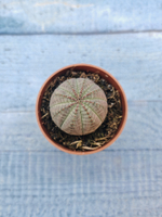 Euphoria Obesa (Эуфорбия)