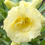 Адениум обесум MANEEKAN YELLOW