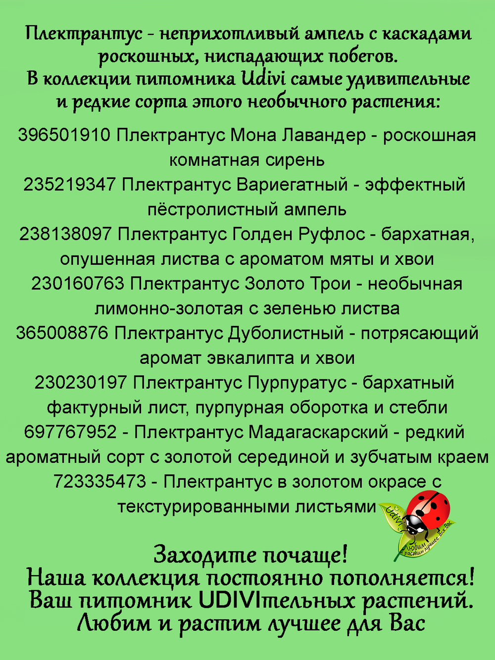 Плектрантус Вариегатный ампельный