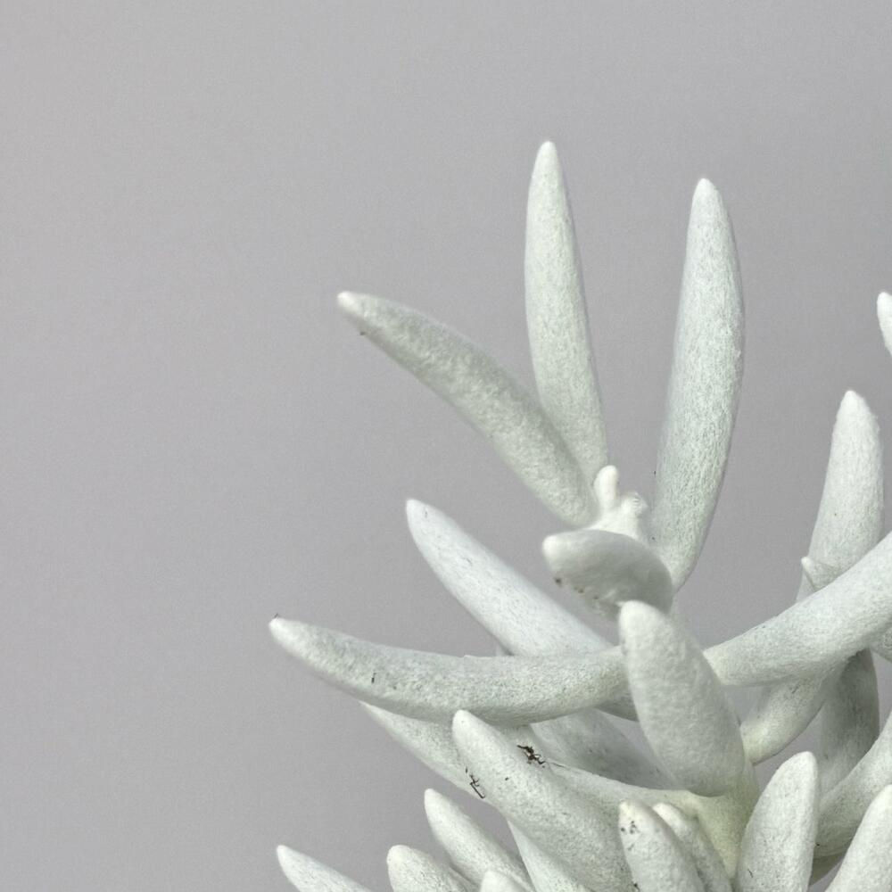 Крассула «Люмьер» суккулент в стильном кашпо