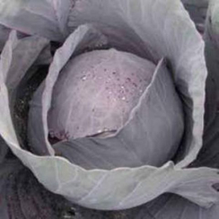 Рондал F1 семена капусты краснокочанной (Hazera / Хазера)