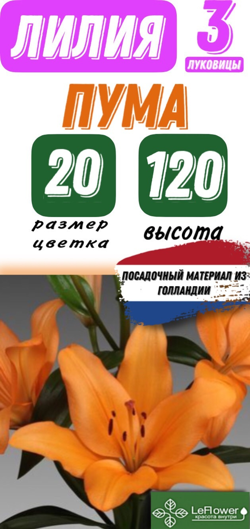 Лилия Луковица, Пума, ЛА-гибрид, разбор 18/20, 3 шт
