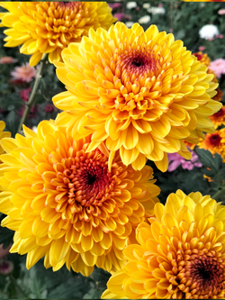 🍀Хризантема кустовая Serov /к.31/поставка май 2026г/