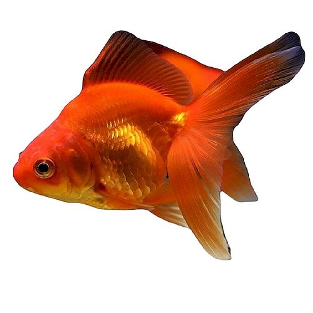 (2071)  Риукин красный,S