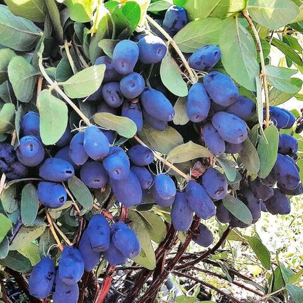 Жимолость Индиго Джем