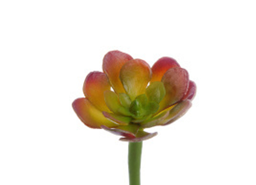 Мини-Суккулент Эониум Декорум зелёно-бордовый