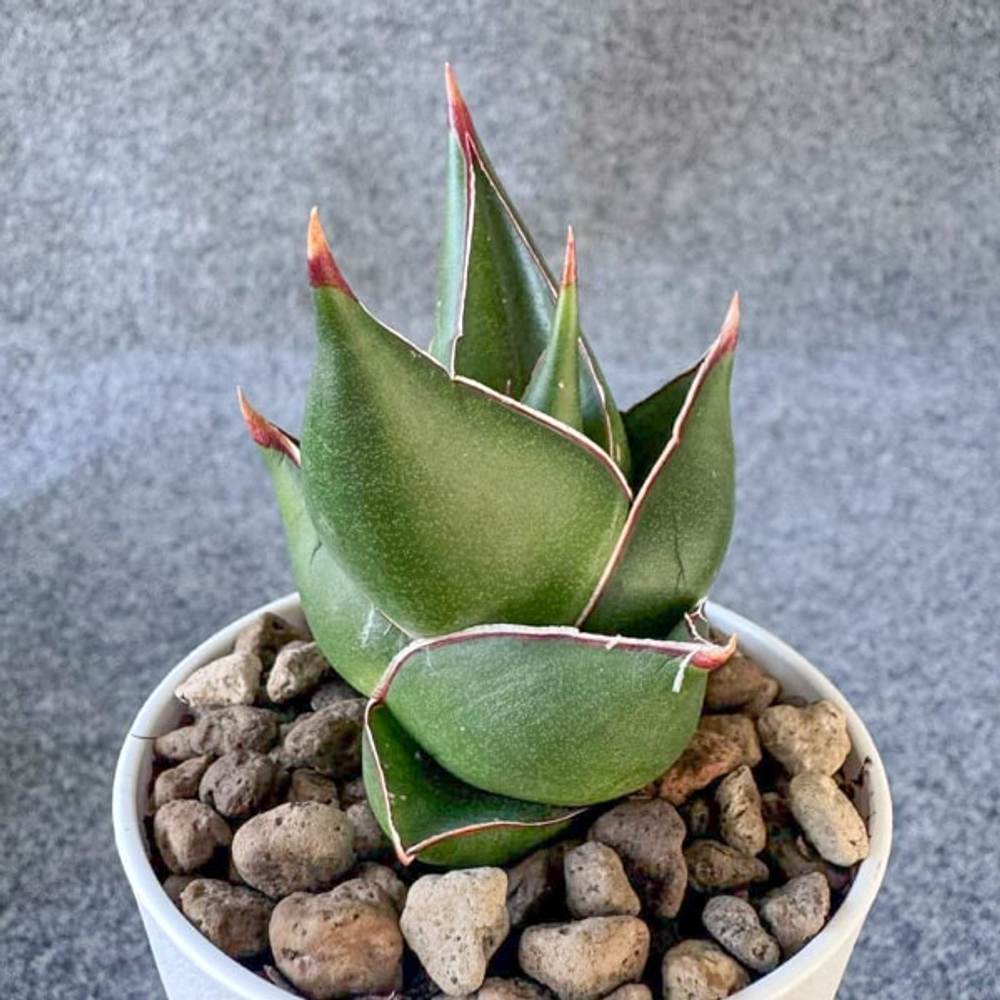 Сансевиерия TOWER BLUE DWARF