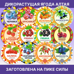 Чёрная Смородина Алтайская.