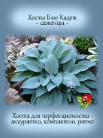 Хоста Блю Кадет