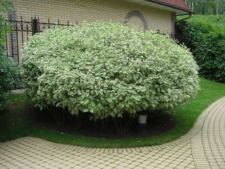 Дерен