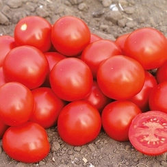 ДОНАЛЬД F1 семена томата процессингового (Nunhems | Alexagro)