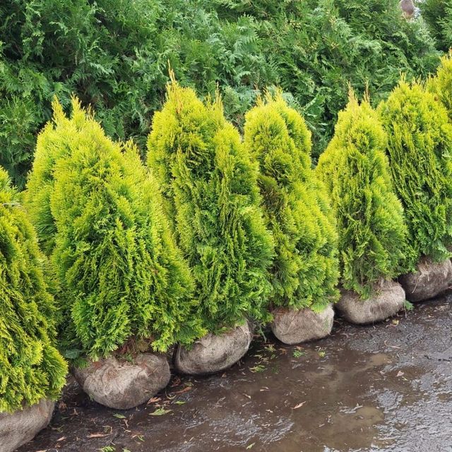 Туя западная Голден Смарагд