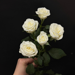 Роза кустовая wedding party 60 см / 1 шт