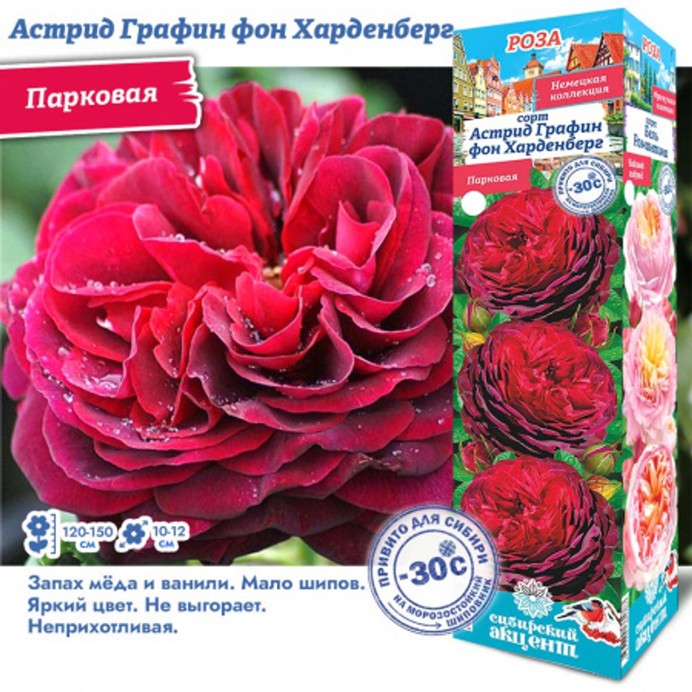 Роза Астрид Графин фон Харденберг (Парковая) 2 разбор