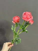 Ранункулюс розовый (h73 см)