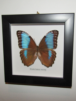 Бабочка Morpho helenor marinita в рамке