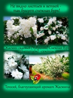 Жасмин Шнеештурм махровый чубушник садовый