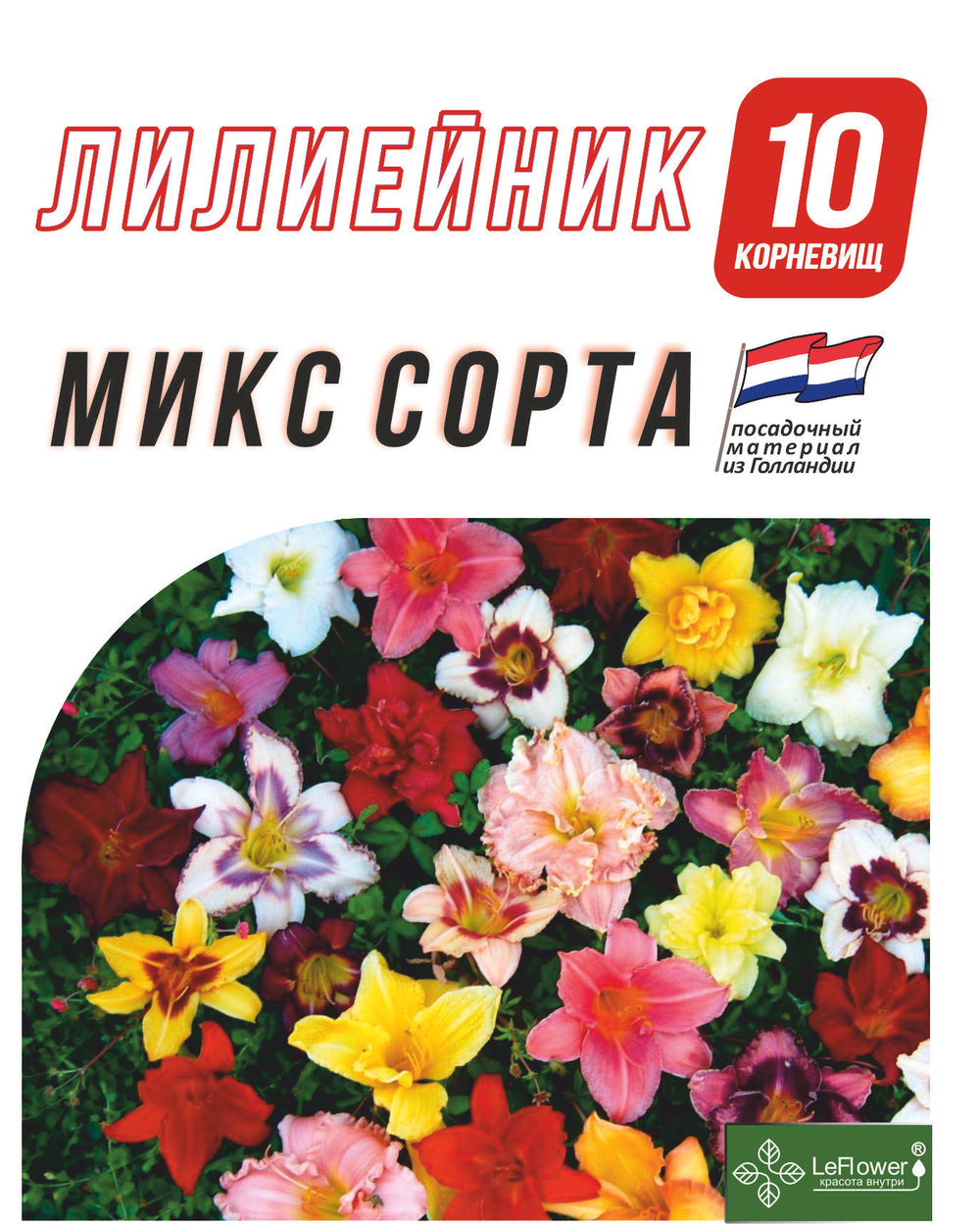 Лилейник Корневище, микс сорта, 10 шт